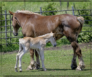 11th Jun 2024 - Mom & Colt