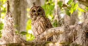 11th Jun 2024 - Adult Barred Owl!