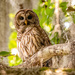 Adult Barred Owl!