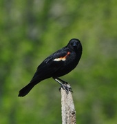 4th Jun 2024 - Mr Red-winged Blackbird