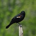 Mr Red-winged Blackbird by sunnygreenwood