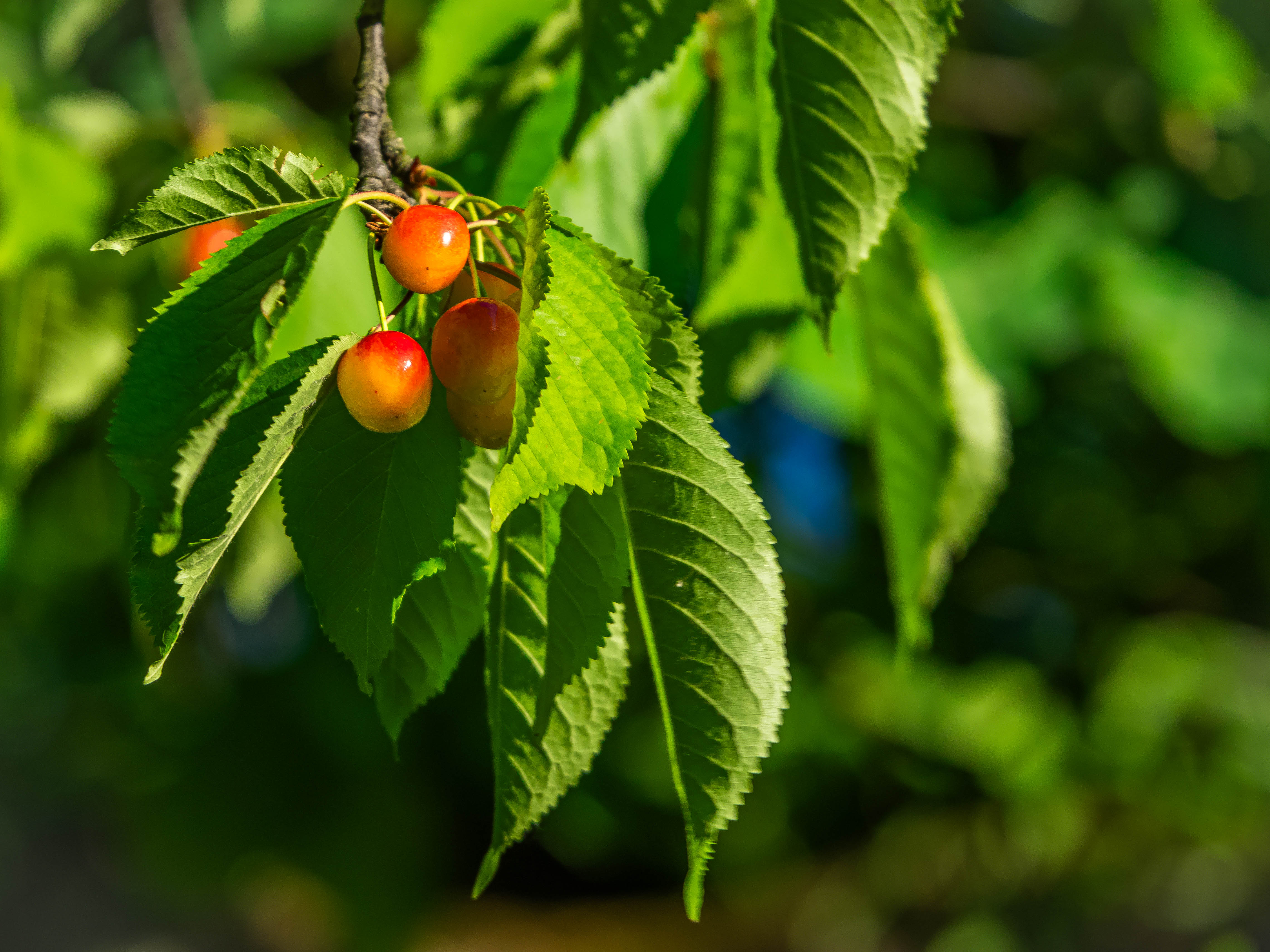 I love cherries by haskar · 365 Project