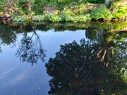 10th Jun 2024 - Reflections in the burn