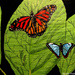 Butterflies (painting) by stuart46