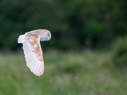 11th Jun 2024 -  Barn Owl.