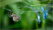 12th Jun 2024 - Spider stocking its larder with Blue damselfly.