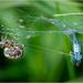 Spider stocking its larder with Blue damselfly. by clifford