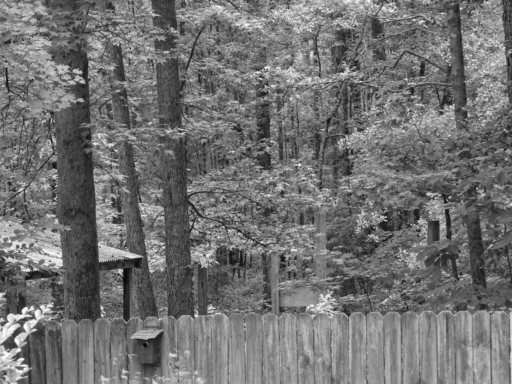 Behind the fence... by marlboromaam