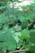 12th Jun 2024 - Hello, Harvestman