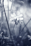 12th Jun 2024 - Crown Vetch in June