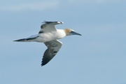 5th Jun 2024 - GANNET