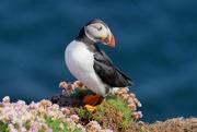 6th Jun 2024 - PUFFIN