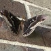 tuliptree moth