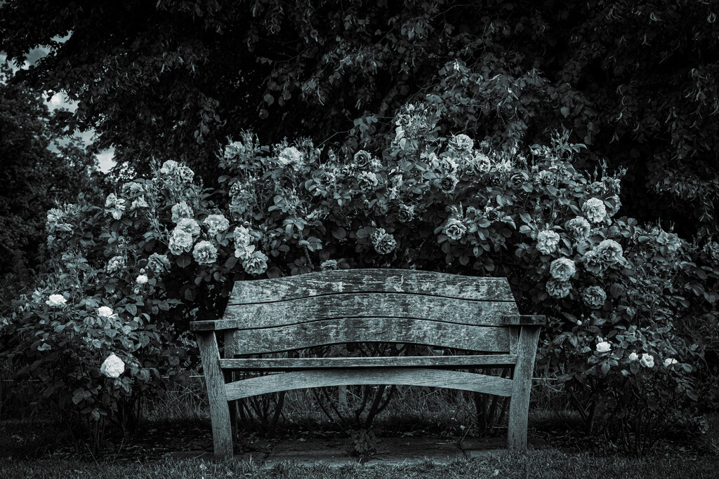 Rose Bench by hannahcallier