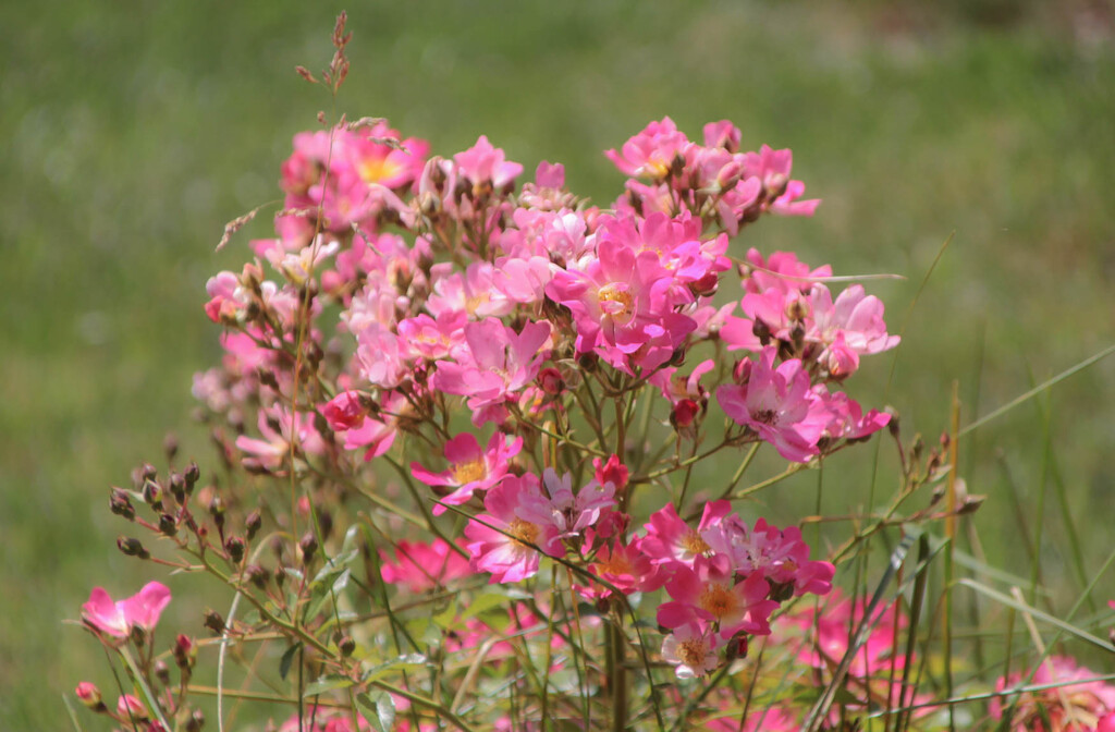 Pretty pink flowers by mittens