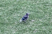 4th Jun 2024 - Baby blue jay