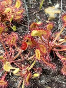 12th Jun 2024 - Sundew