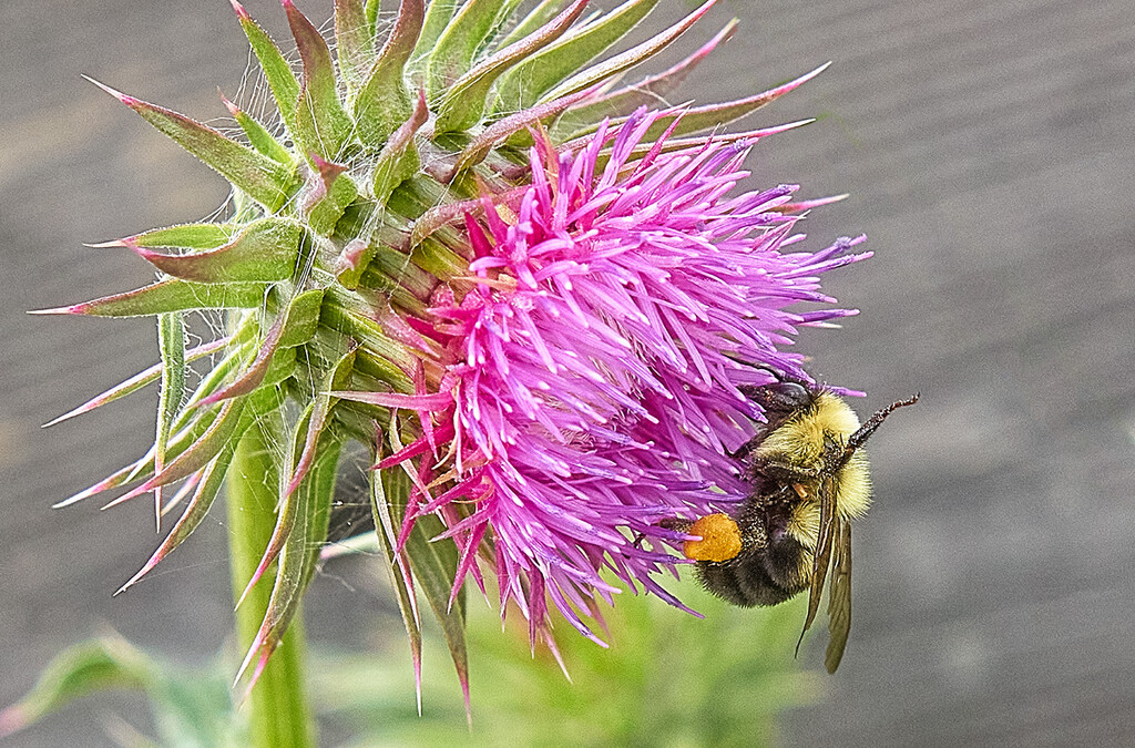 Bee on a Thistle Flower by gardencat