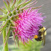 Bee on a Thistle Flower