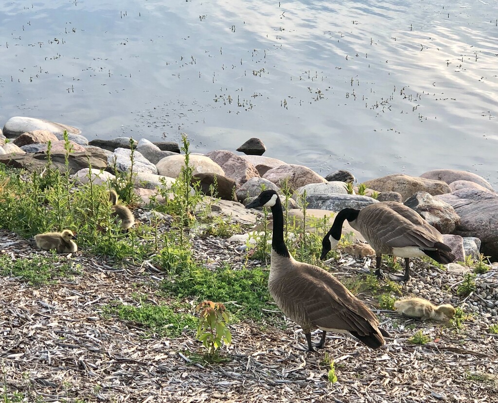 By the Pond by dailypix