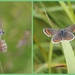 All of today's butterflies by jesika2
