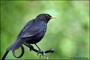 12th Jun 2024 - Bobbie Blackbird