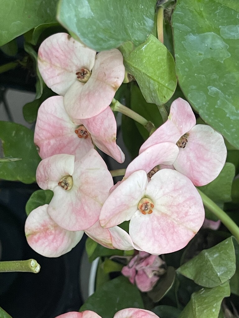 6 10 Euphorbia  by sandlily