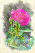 12th Jun 2024 - Rose with Buds