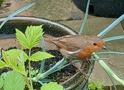 12th Jun 2024 - Garden visitor