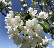 11th Jun 2024 - Apple Blossoms 