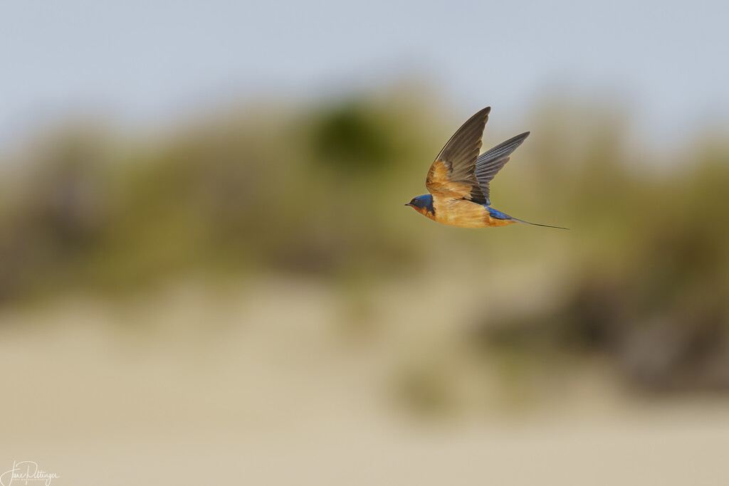 Barn Swallow Flying Over the Dunes  by jgpittenger