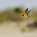 Barn Swallow Flying Over the Dunes 