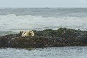 13th Jun 2024 - Sea Lion Cub Waiting in the Seaweed 