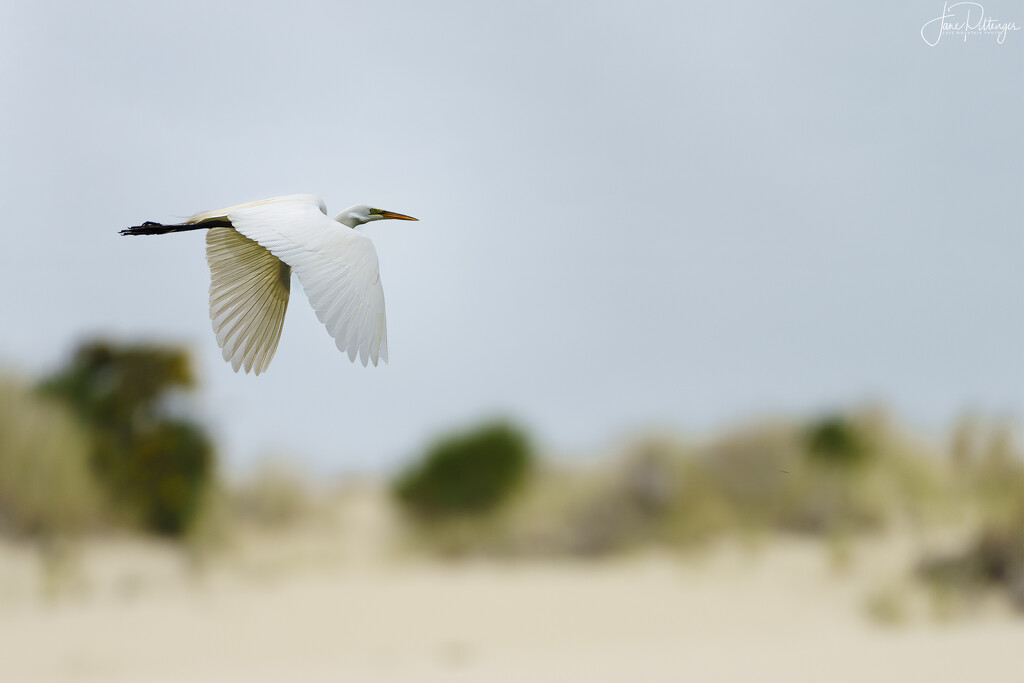 White Egret Flying over the Dunes by jgpittenger