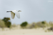 14th Jun 2024 - White Egret Flying over the Dunes