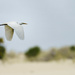 White Egret Flying over the Dunes
