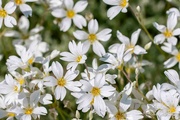 12th Jun 2024 - Cerastium biebersteinii ( the boreal chickweed )