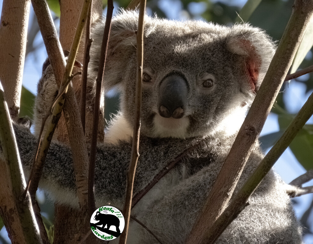 portrait of Emerson by koalagardens