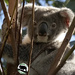 portrait of Emerson by koalagardens