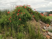 9th Jun 2024 - Flowers on the pile of rubble