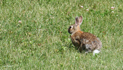 12th Jun 2024 - One of many many rabbits