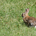 One of many many rabbits by larrysphotos