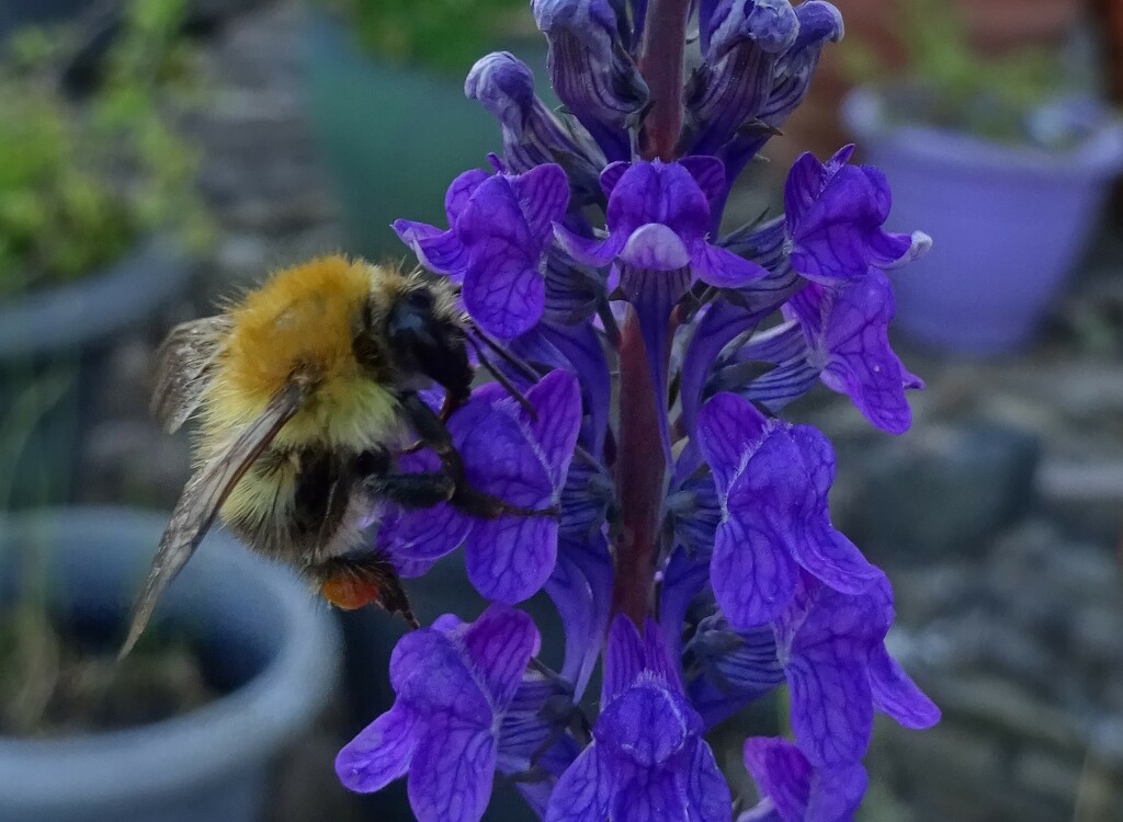 a bee on my new flower [cropped in] by anniesue