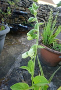 12th Jun 2024 - white foxglove