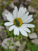 7th Jun 2024 - Thick legged flower beetle