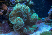 12th Jun 2024 - Living coral