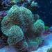 Living coral by joansmor