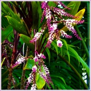 13th Jun 2024 - My Cordylines  Are Flowering ~ 