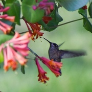 12th Jun 2024 - Nectar Seeker