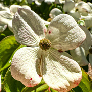 12th Jun 2024 - Dogwood Blossom